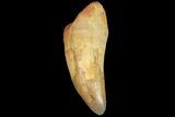 Fossil Crocodile (Elosuchus) Tooth - Partially Rooted #81025-1